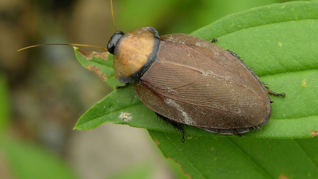 lait de cafard protéines