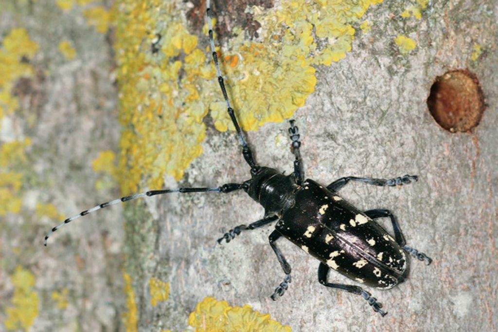 Le coleoptere asiatique Geneve