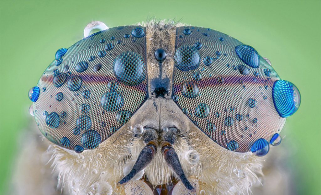portraits yeux insectes