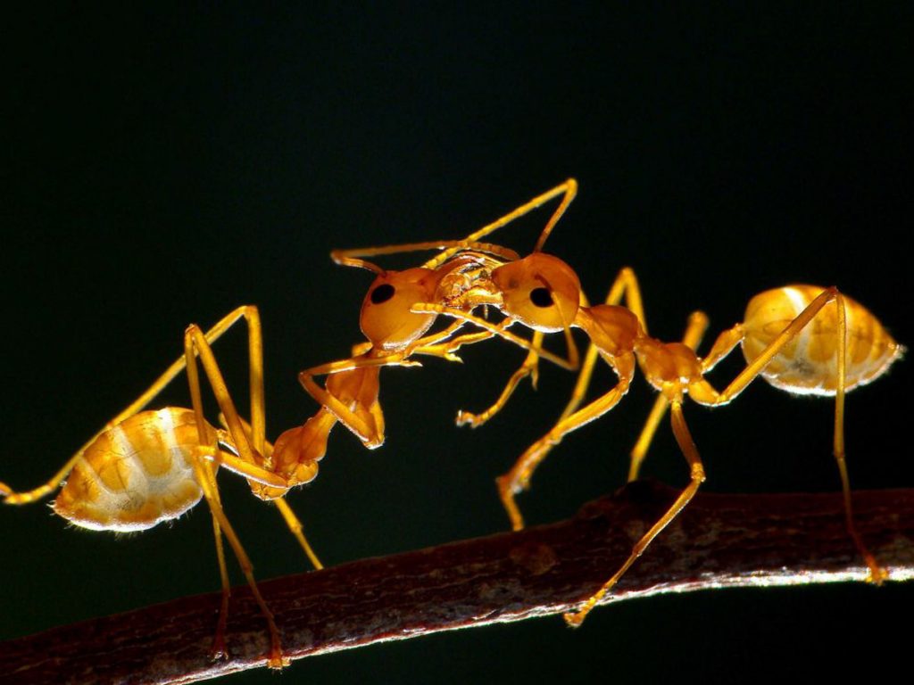 trophallaxie fourmies comunication insectes