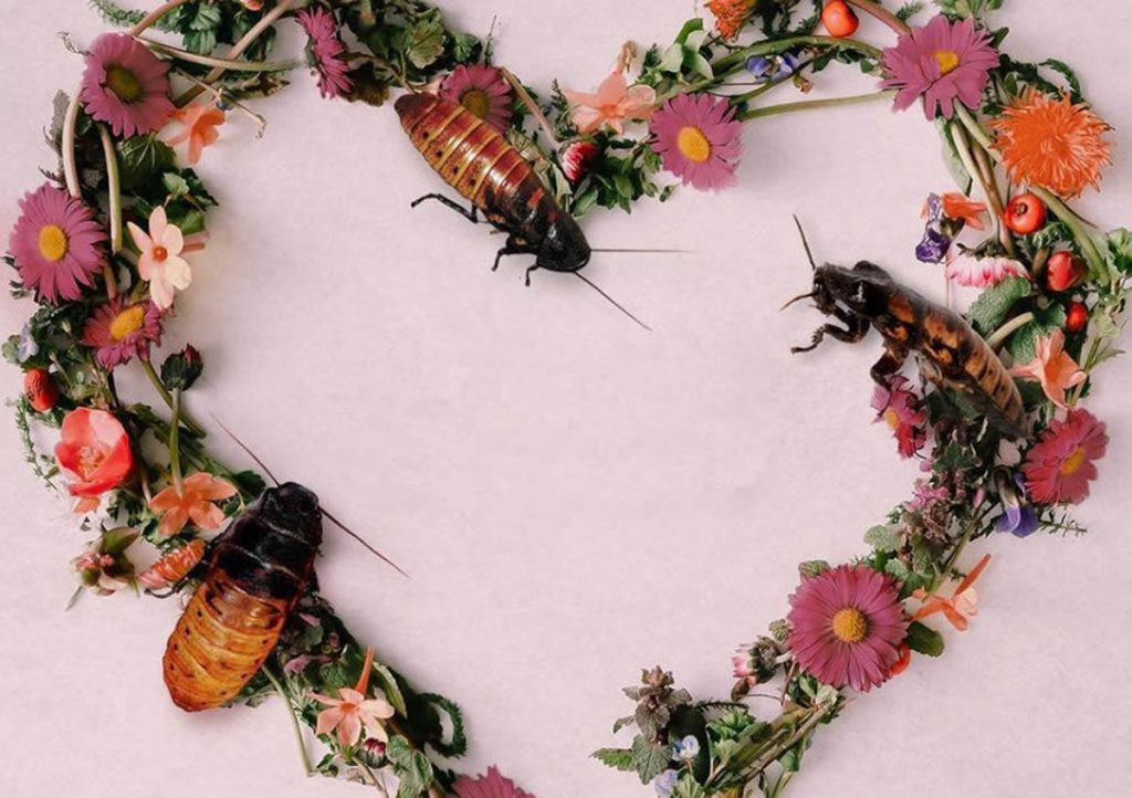 cafard saint valentin