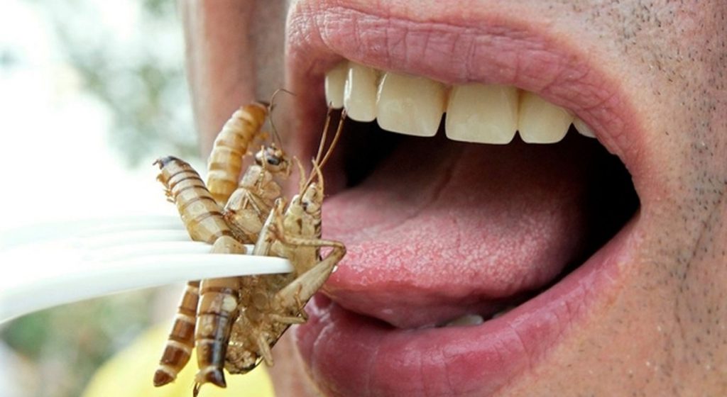 alimentation suisse insecte degustation