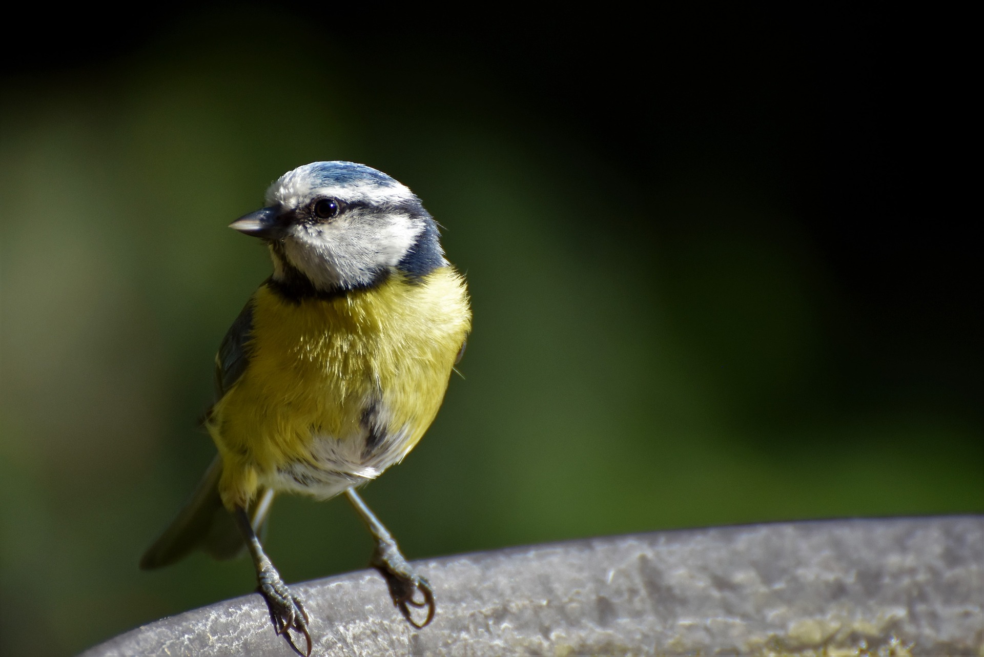 Une espèce d’oiseaux sur huit risque de disparaître
