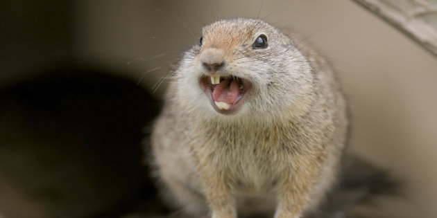 Des animaux nuisibles, mais intelligents