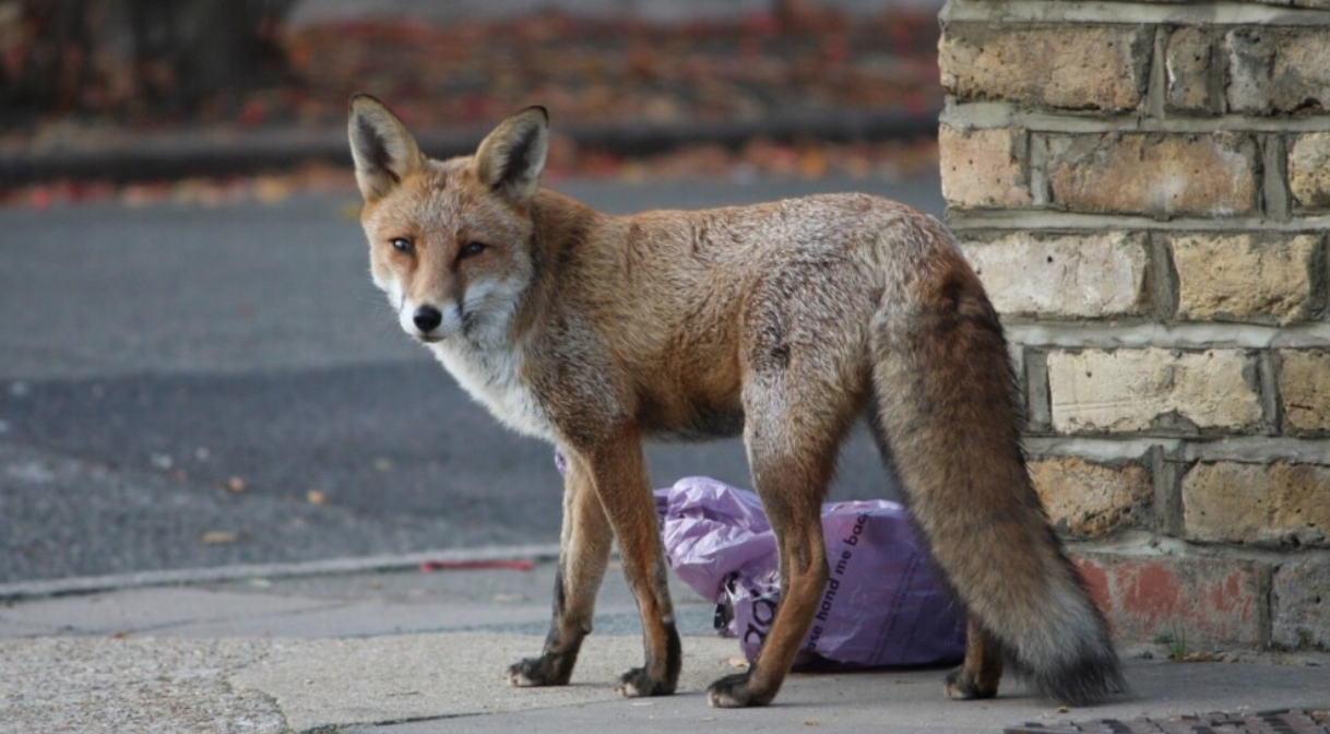 Les renards s’installent en ville… leurs parasites aussi