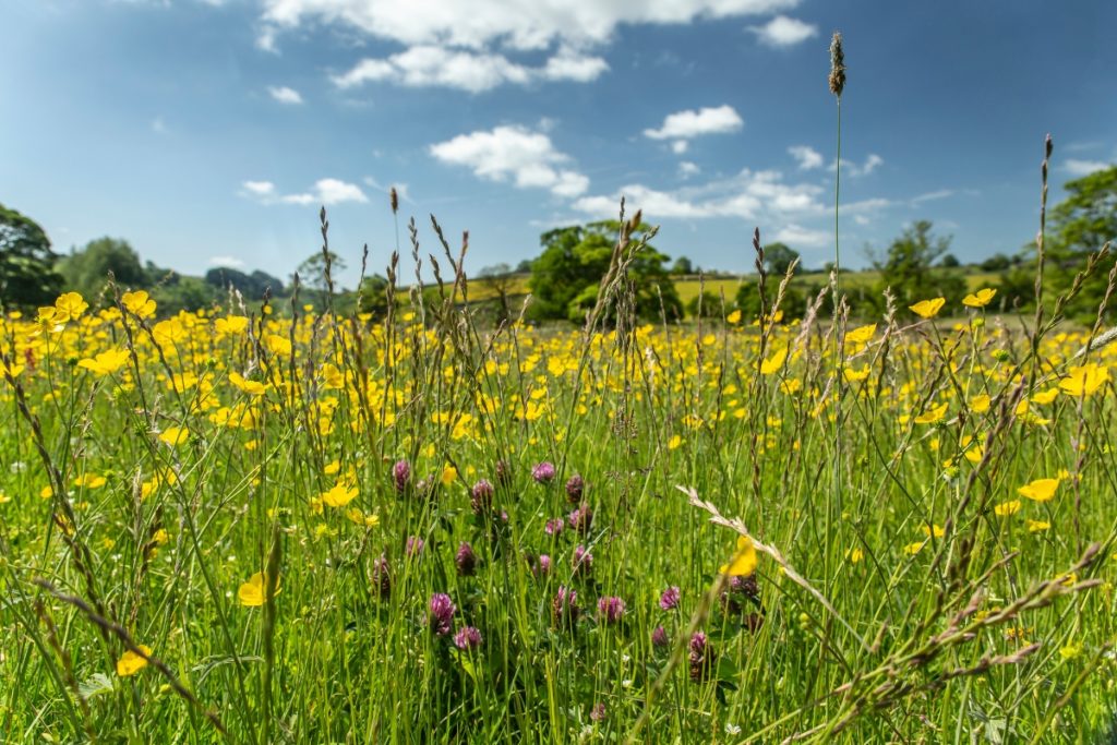 prairie