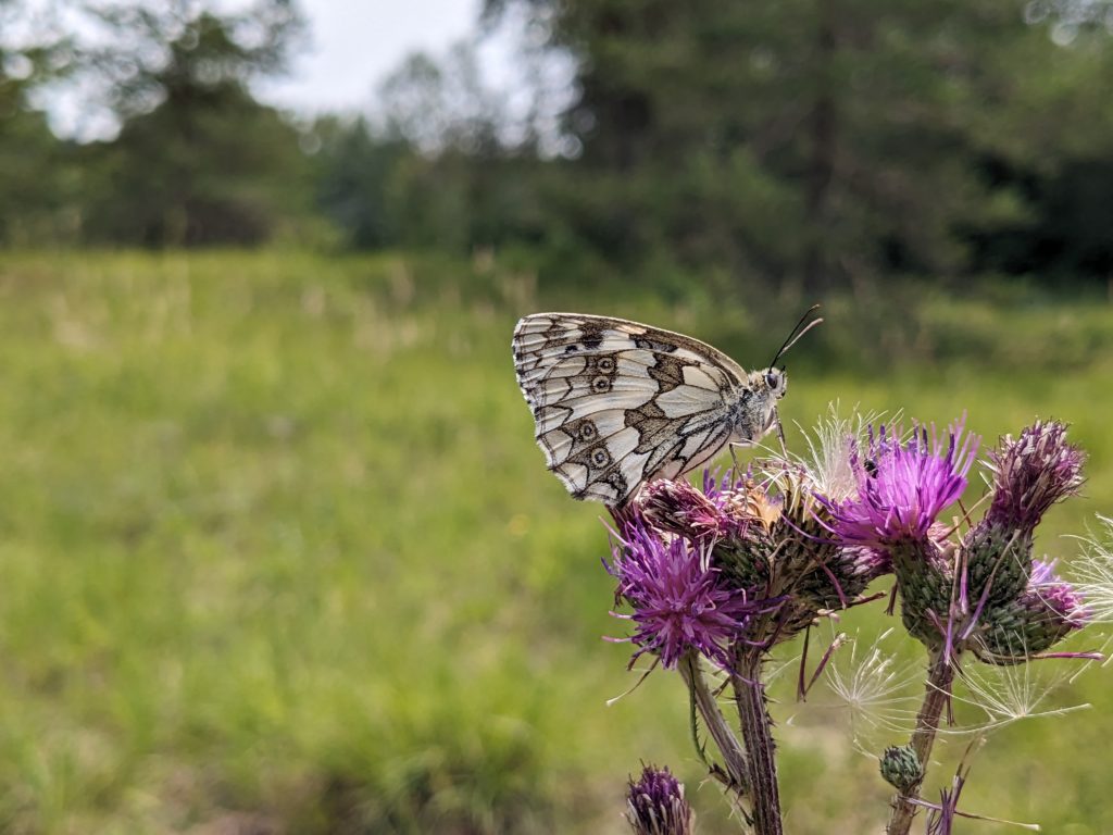 papillon